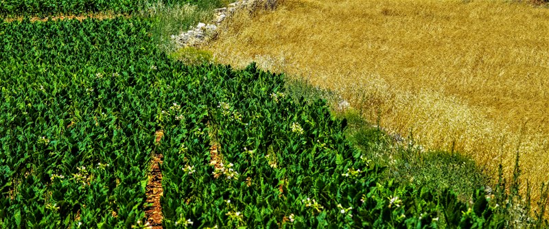Agricultural crops and farmland
